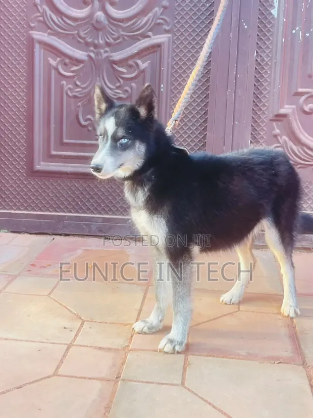 3-6 Month Female Purebred Siberian Husky - 1