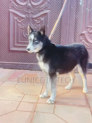 3-6 Month Female Purebred Siberian Husky