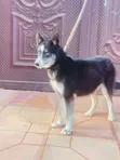 3-6 Month Female Purebred Siberian Husky - 1