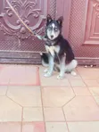 3-6 Month Female Purebred Siberian Husky - 2