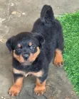 Purebred Rottweiler Puppy - 1-3 Months Male - 1