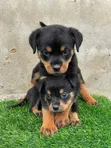 Purebred Rottweiler Puppy - 1-3 Months Male - 2