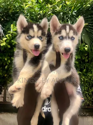 Purebred Siberian Husky Puppy - 1-3 Months Old