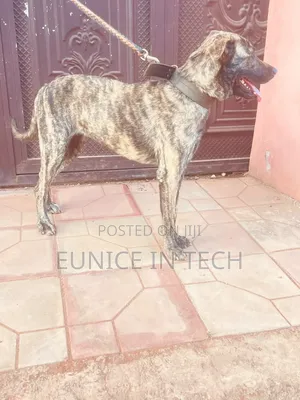 Female Mixed Breed Boerboel, 6-12 Months
