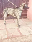 Female Mixed Breed Boerboel, 6-12 Months - 1