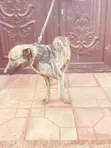 Female Mixed Breed Boerboel, 6-12 Months - 2