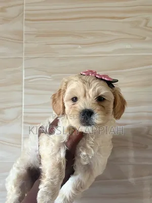 Purebred Female Poodle Puppy