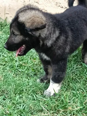 Purebred Caucasian Shepherd Puppy - 1-3 Months