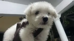1-3 Month Male Purebred American Eskimo Puppy