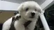 1-3 Month Male Purebred American Eskimo Puppy - 1