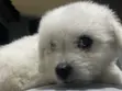 1-3 Month Male Purebred American Eskimo Puppy - 2