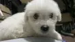 1-3 Month Male Purebred American Eskimo Puppy - 3