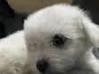 1-3 Month Male Purebred American Eskimo Puppy - 4