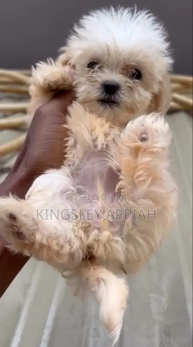 Purebred Female Poodle Puppy (1-3 Months) - 1