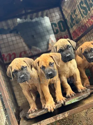 Purebred Boerboel Puppy - Female, 1-3 Months