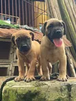 Purebred Boerboel Puppy - Female, 1-3 Months - 2