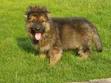 1-3 Month Male Purebred German Shepherd Puppy - 1