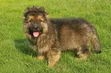 1-3 Month Male Purebred German Shepherd Puppy - 2