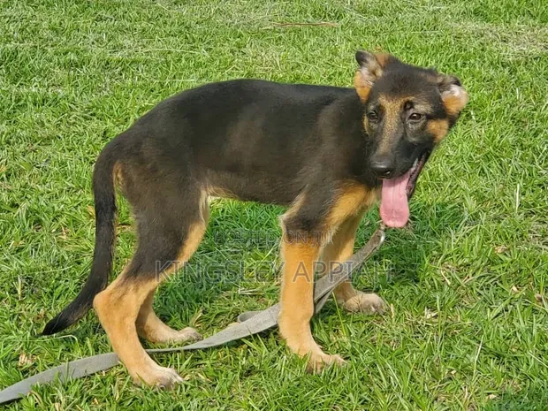 3-6 Month Male Purebred German Shepherd - 1