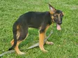 3-6 Month Male Purebred German Shepherd - 2