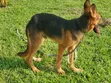 3-6 Month Male Purebred German Shepherd - 3