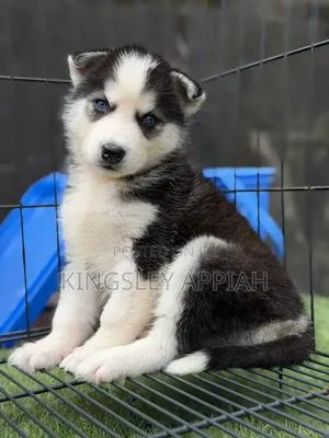 1-3 Month Old Male Purebred Siberian Husky Puppy