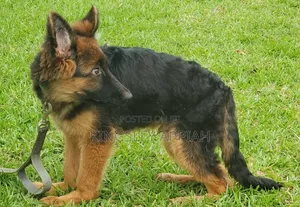 3-6 Month Male Purebred German Shepherd
