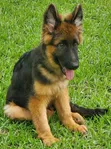 3-6 Month Male Purebred German Shepherd - 2