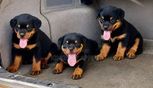 Purebred Rottweiler Puppy - 1-3 Months Old
