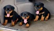 Purebred Rottweiler Puppy - 1-3 Months Old - 1