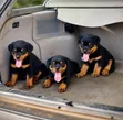 Purebred Rottweiler Puppy - 1-3 Months Old - 2