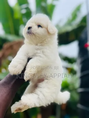 Female Purebred Poodle Puppy (1-3 Months)