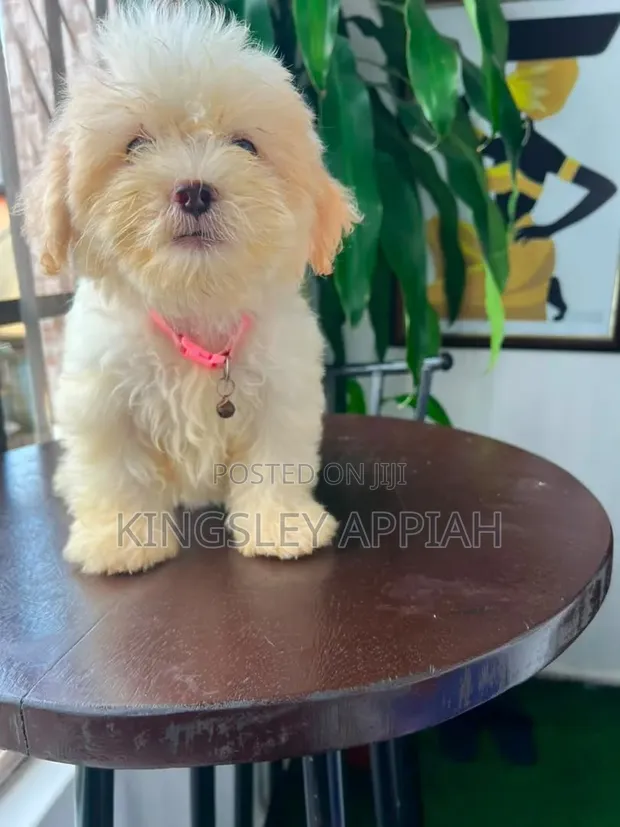 Purebred Poodle Puppy - Female, 1-3 Months - 1