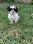 Purebred Poodle Puppy - Female, 1-3 Months - 2