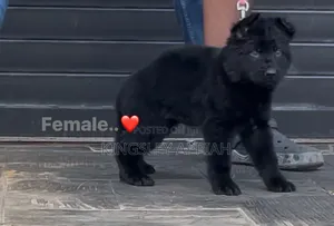 1-3 Month Male Purebred German Shepherd Puppy