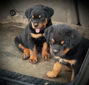 Female Purebred Rottweiler Puppy (1-3 Months)