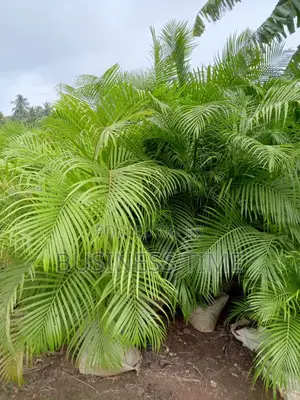Gardening and Landscaping Services
