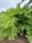 Gardening and Landscaping Services - 1
