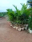 Gardening and Landscaping Services - 2