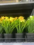 Gardening and Landscaping Services - 3