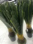 Gardening and Landscaping Services - 4