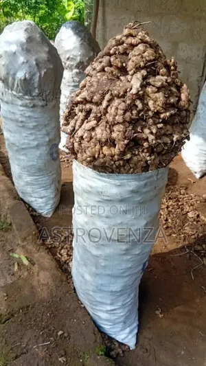 Organic Ginger (Big Sack)