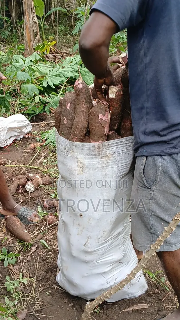 Cassava - 75kg - 1