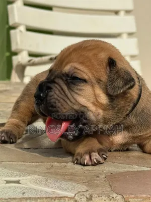 Female Purebred Boerboel Puppy (1-3 Months)