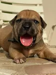 Female Purebred Boerboel Puppy (1-3 Months) - 2