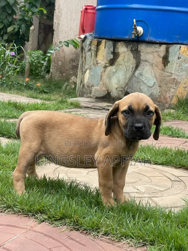 Purebred Boerboel Puppy - Female, 1-3 Months - 1