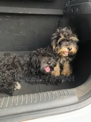 Purebred Poodle Puppies - 3-6 Months Old