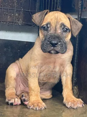 Purebred Boerboel Puppy - Female, 1-3 Months