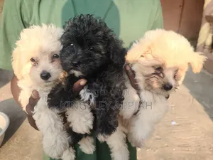 Purebred Female Poodle Puppy (1-3 Months)