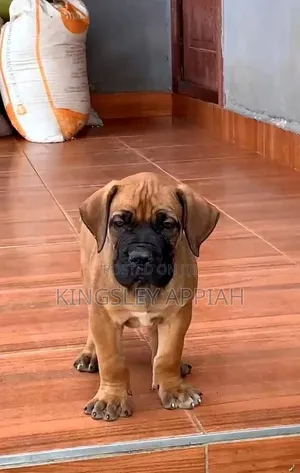 Female Purebred Boerboel Puppy (1-3 Months)